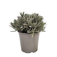 Lavendel Lavandula I kruidenplant Warentuin Natuurlijk - Warentuin natuurlijk