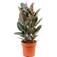 Ficus elastica abidjan 3pp kamerplant