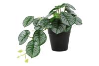 Kunstplant Alocasia groen Countryfield - Countryfield