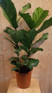 Ficus Lyrata 70cm hoog twee stelen kamerplant - Warentuin Natuurlijk