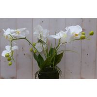 Warentuin Mix - Orchidee phalaenopsis 3 stelen wit 30 cm