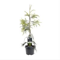 Cryptomeria jap. Kyara Gold pbr 50-60 cm Conifeer - Warentuin natuurlijk