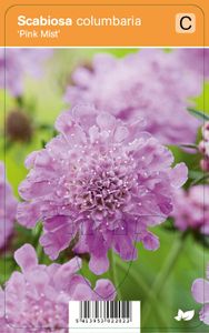 Vips Scabiosa columbaria Pink Mist - Duifkruid