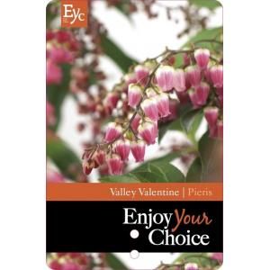 Rotsheide (Pieris Japonica “Valley Valentine”) heester - 15-20 cm (P15) - 12 stuks