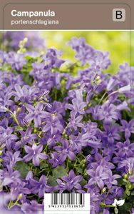 Vips Campanula portenschlagiana - Kruipend klokje