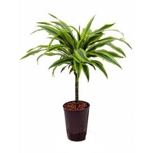 Dracaena lemon lime paita hydrocultuur plant