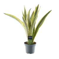 Sansevieria Aubrytniana Lauren - Ø14cm - ↕50cm Sansevieria Aubrytniana Lauren - Ø14cm - ↕50cm
