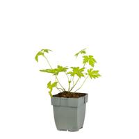 Geranium Ann Folkard vaste plant Griffioen - Griffioen