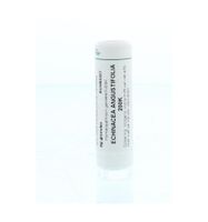Echinacea angustifolia 200K - thumbnail