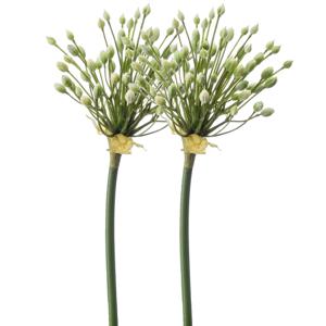 Allium/Sierui kunstbloem - 2x - losse steel - creme - 70 cm - Natuurlijke uitstraling