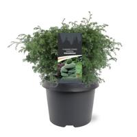Chamaecyparis pis. Squarrosa 25-30 cm Conifeer - Warentuin natuurlijk