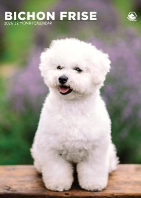 Bichon Frise A3 Kalender 2026