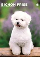 Bichon Frise A3 Kalender 2026