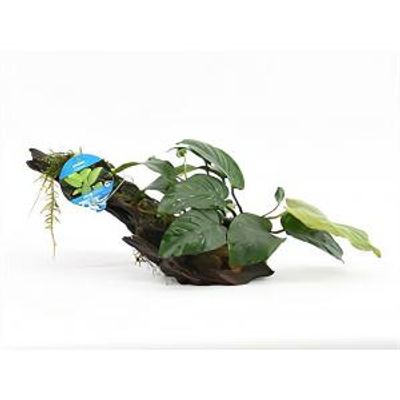Anubias barteri - op drijfhout - aquarium plant