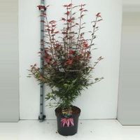 Japanse esdoorn (Acer palmatum "Shaina") heester - 70+ cm - 5 stuks - thumbnail