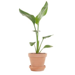 Strelitzia incl. nude pot