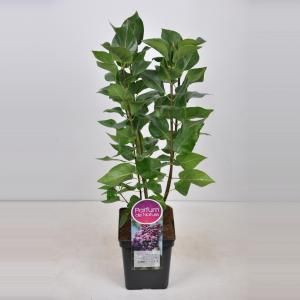 Sering (syringa vulgaris "Michel Buchner") - 50-70 cm - 1 stuks