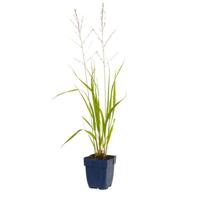 Molinia arund. Transparent vaste plant Griffioen - Griffioen