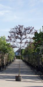 Sierpruim als leiboom Prunus cerasifera Nigra h 270 cm st. omtrek 10 cm st. h 150 cm - Warentuin Natuurlijk