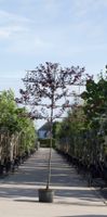 Sierpruim als leiboom Prunus cerasifera Nigra h 270 cm st. omtrek 10 cm st. h 150 cm - Warentuin Natuurlijk - thumbnail