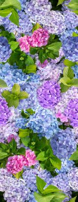 Wicotex tafelkleed hortensia 140x250 cm