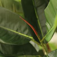 Ficus Elastica Robusta Kunstboom Deluxe 230cm