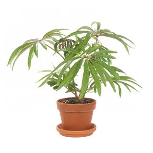 Begonia Luxurian (Palmbladbegonia) - P 16 cm