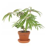 Begonia Luxurian (Palmbladbegonia) - P 16 cm