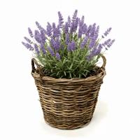 VD Leeden Plantenmand Twijg - rond - bruin - 30 x 23 cm - rotan - gevlochten riet - bloemenmand