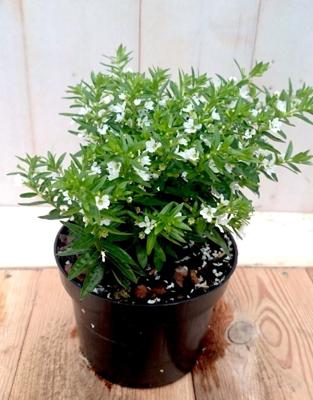 3 stuks! Luciferplant wit - Warentuin natuurlijk