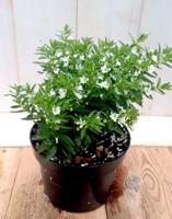 3 stuks! Luciferplant wit - Warentuin natuurlijk