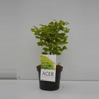 Japanse esdoorn (Acer shirasawanum "Aureum") heester - 30-40 cm - 1 stuks - thumbnail