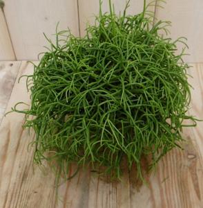 2 stuks! Rhipsalis cassutha - Warentuin natuurlijk