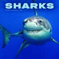 Haaien Kalender 2026