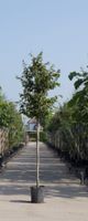 Vlamboom Parrotia persica h 350 cm st. omtrek 12 cm - Warentuin Natuurlijk
