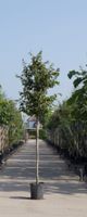 Vlamboom Parrotia persica h 350 cm st. omtrek 12 cm - Warentuin Natuurlijk - thumbnail