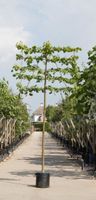 Linde als leiboom Tillia europaea Pallida h 340 cm st. omtrek 16 cm st. h 220 cm - Warentuin Natuurlijk - thumbnail