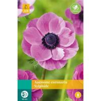 Anemone coronaria sylphide bol/knol 15 stuks - Jub