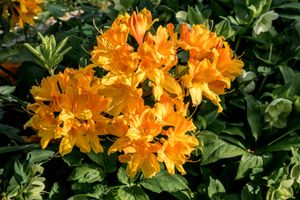 Azalea mollis oranje