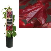 Klimplant Parthenocissus tr. Veitchii 75 cm Wilde wingerd Van der Starre - Van der starre