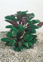 2 stuks! Lobelia cardinalis potmaat P9 Kardinaalslobelia Moerings - Moerings