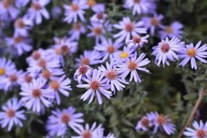 Aster