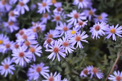 Aster