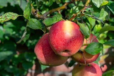 Patio appelboom &apos;Braeburn&apos;