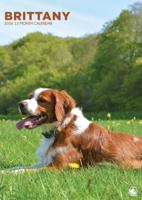Brittany Spaniel A3 Kalender 2026