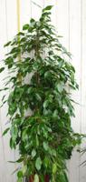 Kamerplant Ficus Donkergroen 100 cm - Warentuin natuurlijk Kamerplant Ficus Donkergroen 100 cm - Warentuin natuurlijk
