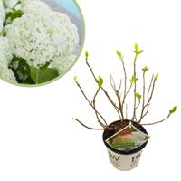 Hortensia Strong Annabelle - Hydrangea Arborescens - P19 Hortensia Strong Annabelle - Hydrangea Arborescens - P19