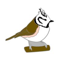 Speldje kuifmees - thumbnail