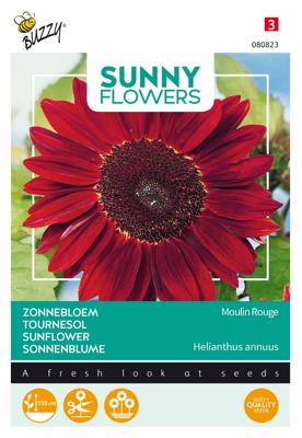 Sunny Flowers, Zonnebloem Moulin Rouge - Buzzy