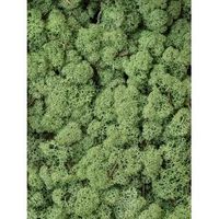 Rendiermos Midden Groen bulk 0,45 m2 gepreserveerd mos - thumbnail